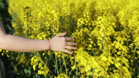 Woman's Softly Touching Rapeseed Flower Stock Footage 74970306