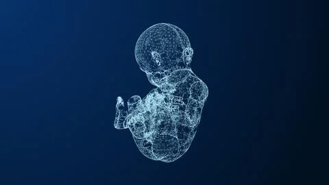 Womb development of the fetus within the plexus Stock Illustration