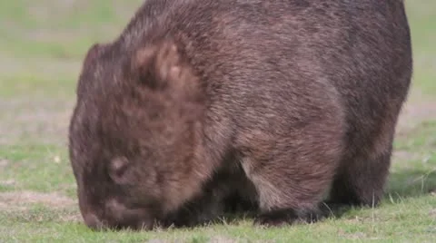 Wombat 1 Vídeos de archivo 10855291