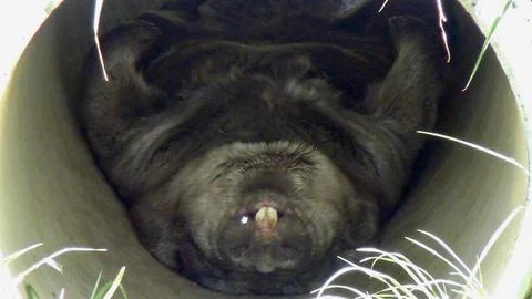 Wombat asleep on its back in a pipe Stock Photos