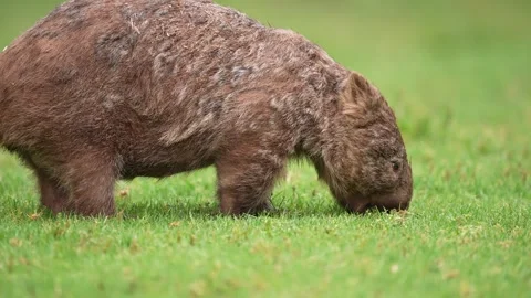 Wombat in Australia Stock Footage 327609464