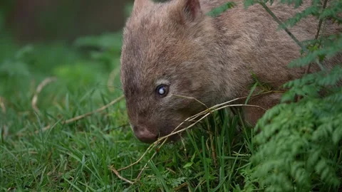 Wombat in Australia Stock Footage 327727419