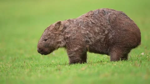 Wombat in Australia Stock Footage 327727507