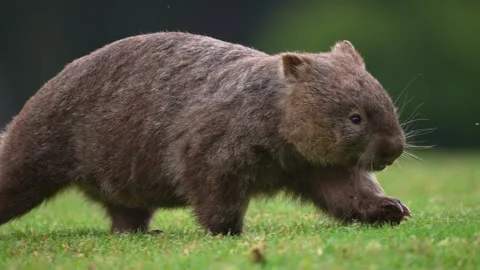Wombat in Australia Stock Footage 327727531
