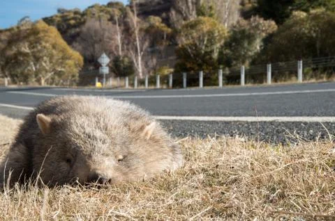 Wombat dead on the side of the road Stock Photos
