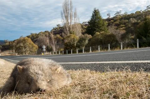 Wombat dead on the side of the road Stock Photos