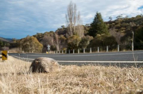 Wombat dead on the side of the road Foto stock