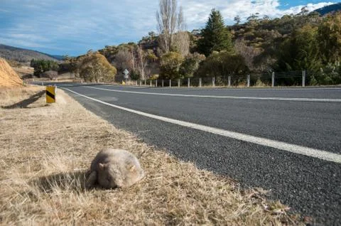 Wombat dead on the side of the road Stock Photos