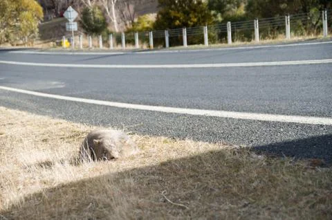 Wombat dead on the side of the road Stock Photos