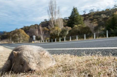 Wombat dead on the side of the road Stock Photos
