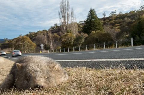 Wombat dead on the side of the road Stock Photos
