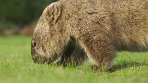 Wombat Eating 1 Stock Footage 167747981