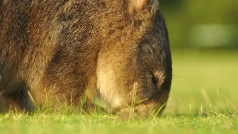 Wombat Eating 3 Stock Footage 167747998