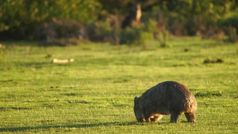 Wombat Eating 4 Stock Footage 167747995