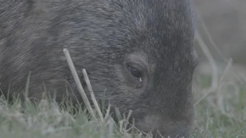 Wombat Eating 5 Stock Footage 167748045