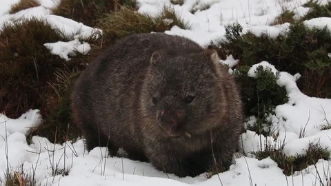 Wombat Eating in the Snow Video stock 79983714