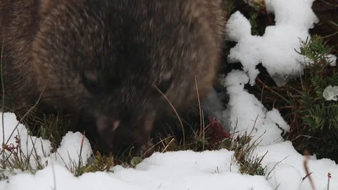 Wombat Eating in the Snow Stock-Footage 79983941