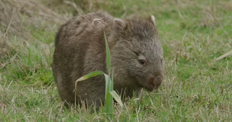 Wombat Exit Frame, 8K Видео 333843396