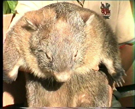 Wombat Stock Footage 331740