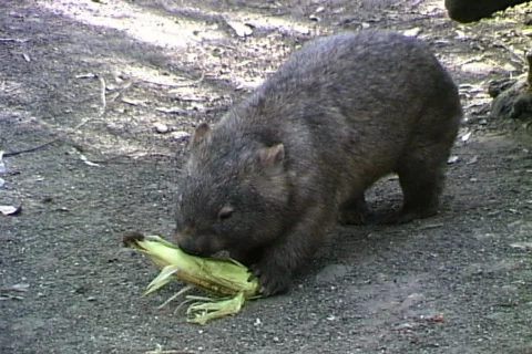 Wombat Stock Footage 821130