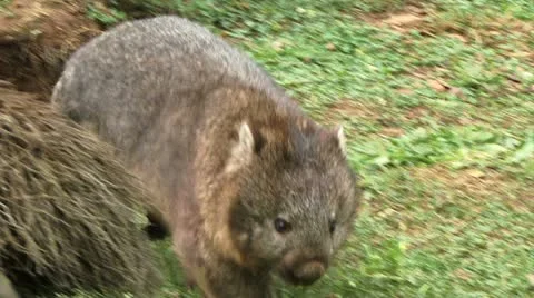 Wombat Stock-Footage 11354591