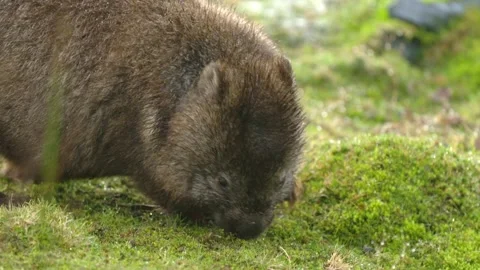 Wombat Vídeo Stock 344855303