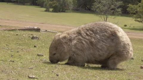 Wombat Foraging On The Grassy Grounds On Maria Island, Tasmania, Australia Vidéo 333662970