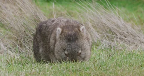 Wombat Grazing, Australia, 8K Stockbeeldmateriaal 333879953