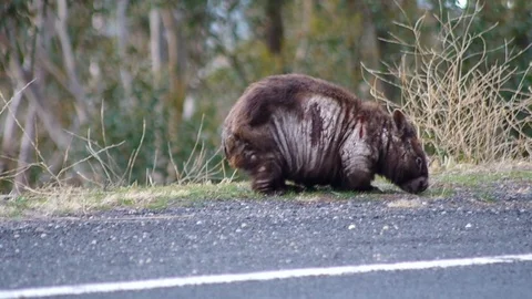 Wombat Grazing Roadside Video stock 96342005