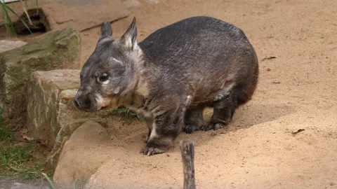 Wombat, Hairy-nosed resting Stock Footage 139992353
