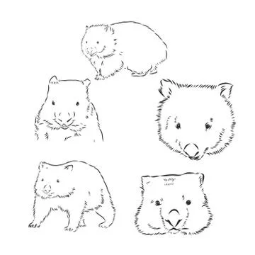 Wombat hand drawing. Vector art illustration. Black graphic isolate on white  Illustration