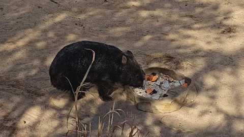 A wombat in motion Stock Footage 275556588