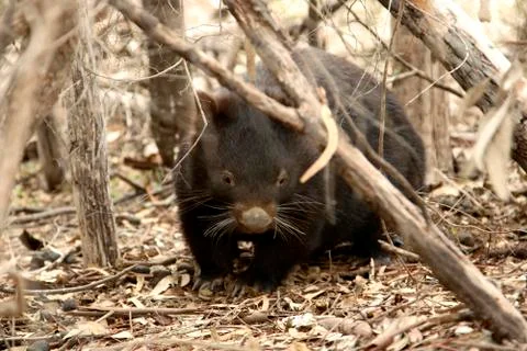 Wombat Foto stock