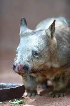 Wombat Stock Photos