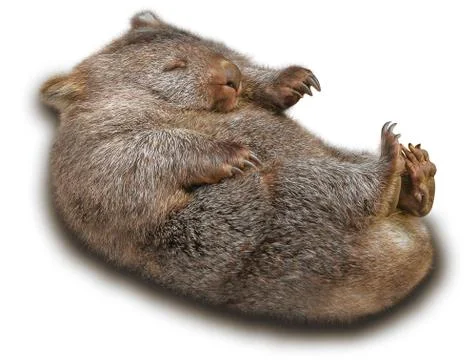 Wombat Stock Photos