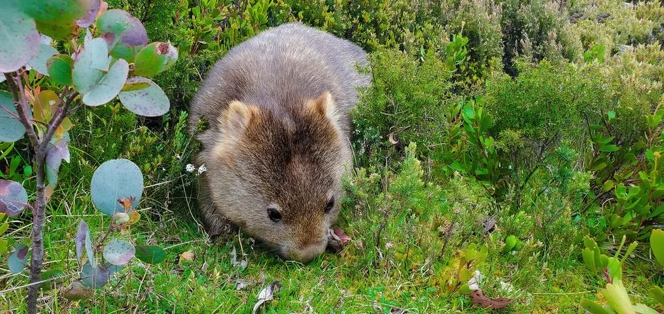 Wombat Stock Photos