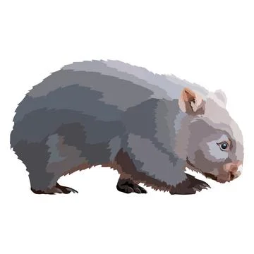 Wombat realistic colored draving vector illustration wild animal. Stock Illustration
