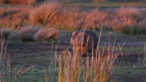 Wombat running away during sunset 스톡 동영상 71796964