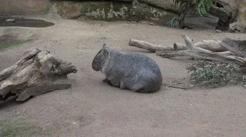 Wombat scratching itself Stock Footage 53206925