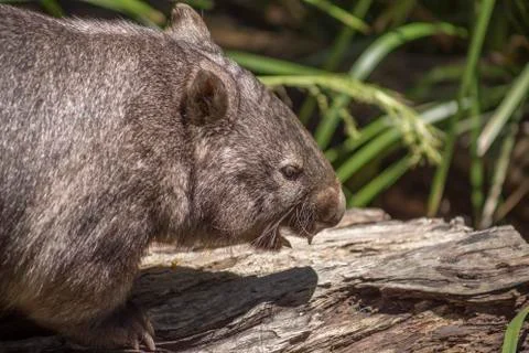 Wombat showing teeth Stock Photos