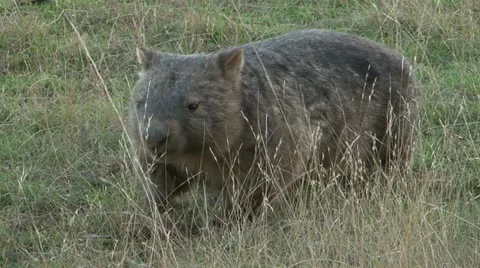 Wombat Walking 2 Stock Footage 10965130