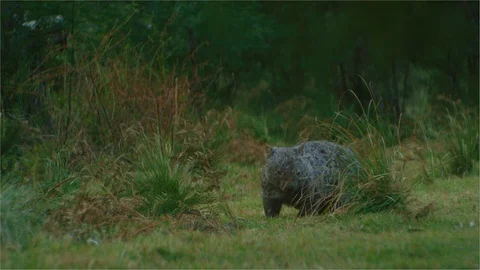 A wombat walking in the bush Stock Footage 107450005