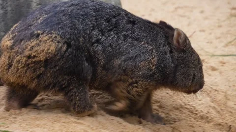 A wombat walking Stock Footage 267590120