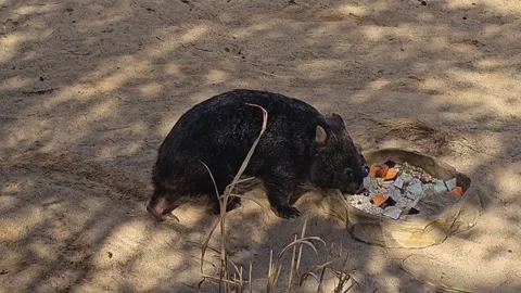 A wombat is walking  Stock Footage 272425870