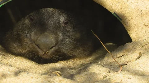 A wombat  walking Stock Footage 272620575