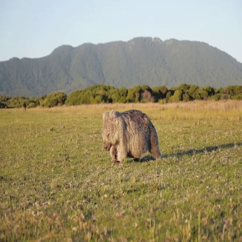 Wombat walking through a field in zoo, Australia Stock Footage 69493598