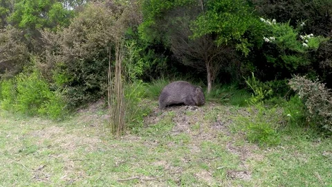 Wombat in the wild, Australia 库存影片 84341694