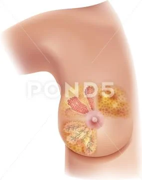 The structure of the female breast.Mammary gland. Stock Vector