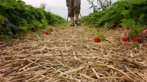 Women collect strawberries 스톡 동영상 11536853