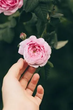 Women hand are touching to blooming pink rose on the background of green leav Stock Photos